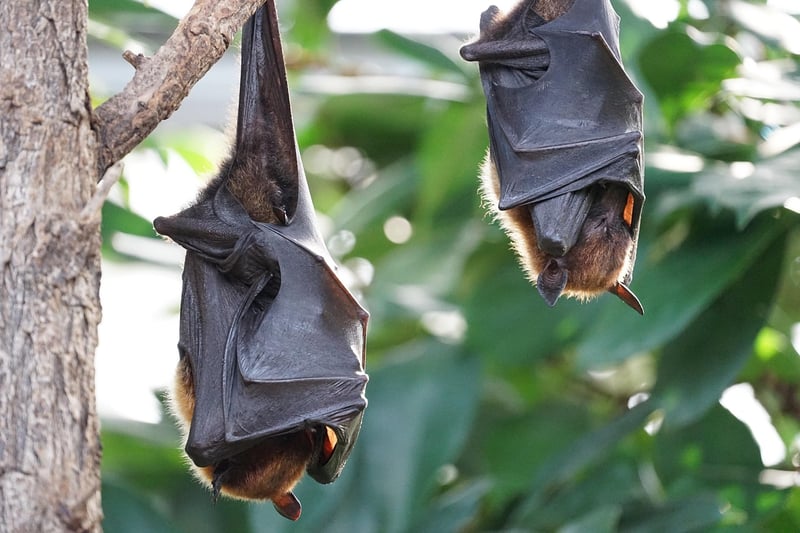 Bat